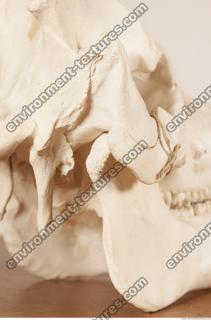 Photo References of Skull